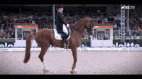 FEI-Global-horse-horses-fei-jsxuj2YiDjd8cDmjZp
