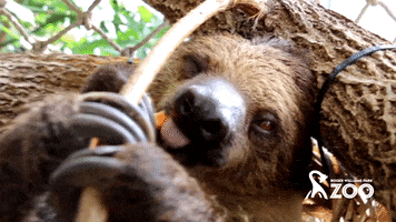 rwpzoo eating yum sloth relaxed GIF