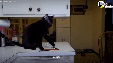 Talking Kitty Cat Gifs Get The Best Gif On Giphy