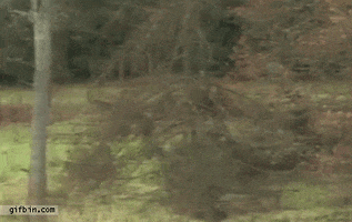 Fail Dog animated GIF