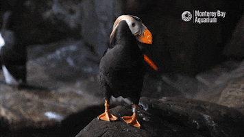 Tufted Puffin Bird GIF by Monterey Bay Aquarium
