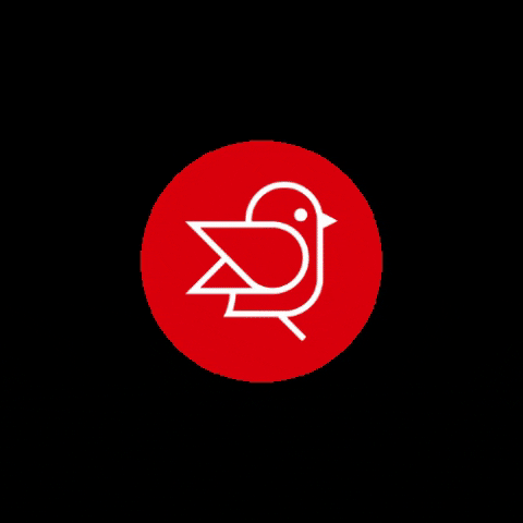 Birdz GIF