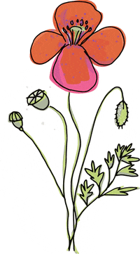 krima-isa-poppy-flower-gartenliebelei-mohn-juQ99LpF4UVcsuJgTl