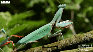 Couple Love GIF by BBC Earth