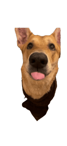 Dog Sticker