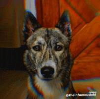 Nikita Lol GIF by Loki