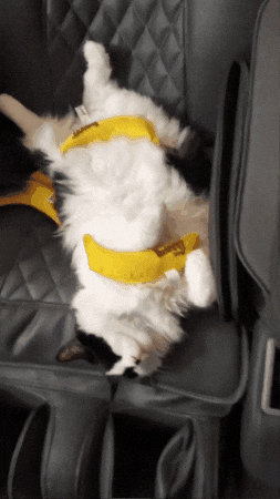 Done GIF