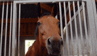 DecathlonFrance-cheval-horse-fun-funface-nose-decathlon-equitation-horseriding-jxrj1hycLWtT8LjqGx