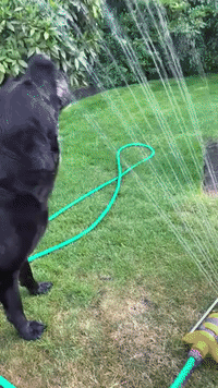 Labrador Drinks From Garden Sprinkler During Heat Wave in Scotland