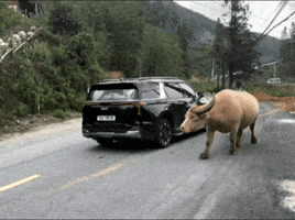 Cow Buffalo GIF