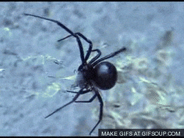 Black Widow Spider GIF