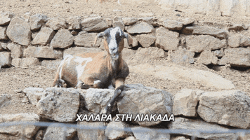pelagie_de_paris goat chilling relaxing chewing GIF