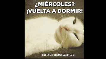 evasanmartin cats gatos gatitos enelnombredelgato GIF