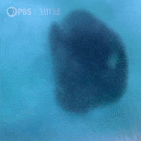 World Oceans Day Gifs Get The Best Gif On Giphy World Oceans Day Gifs Get The Best Gif On Giphy