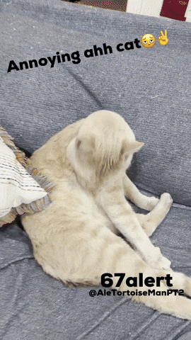 Orange Cat GIF