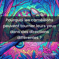 expliquepourquoi-yeux-morphologie-camlons-k5eM3skP617mNtfuoK