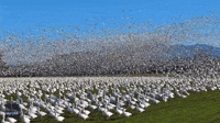 Thousands of Snow Geese Blot Out Sky as They Take Flight Over Washington