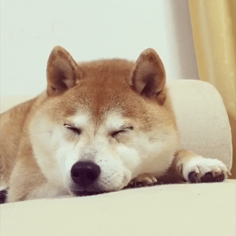 Shiba Inu Doge GIF