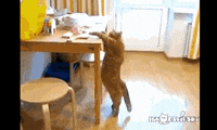 200w.gif