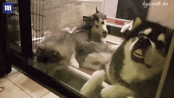 huskies being funny