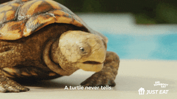 Love Island Turtle GIF by Just Eat