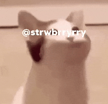 Cat GIF