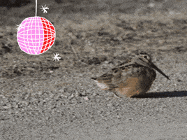 Bird GIF