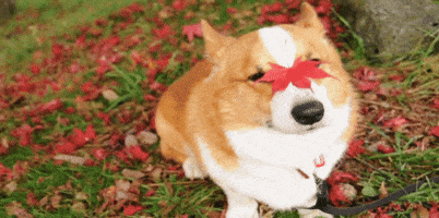 corgi GIF