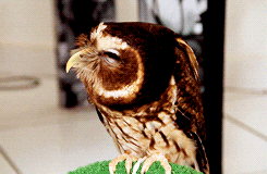 bird owl GIF