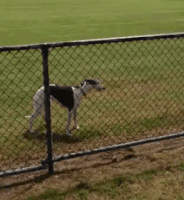 greyhound GIF