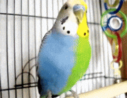 https://media2.giphy.com/media/kBoMBmdftxwOY/200.gif?cid=e1bb72ffxvahu31231emwdev4bpccic0da3erd3i2tiuwgys&rid=200.gif