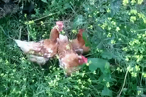 kury szczotki GIF