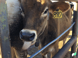 dairy cow tongue GIF by UC Davis