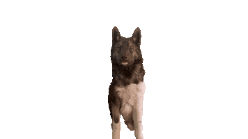Sniffdog Sticker