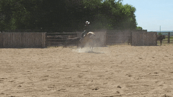 HorseandRider horse cowgirl ranching cow horse GIF