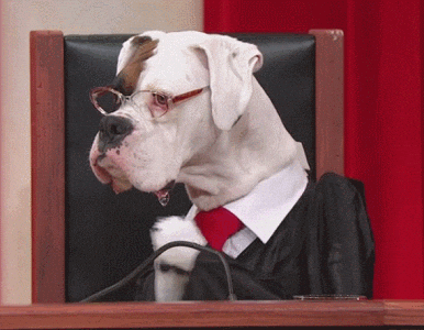 New trending GIF tagged applause clapping agree dog… | Trending Gifs