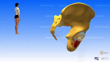 3d lyon anatomy pelvis anatomia GIF