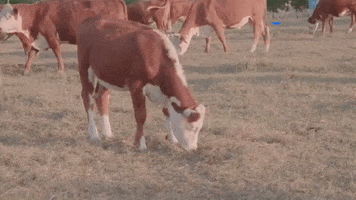 Cow Eating GIF by Mercy For Animals