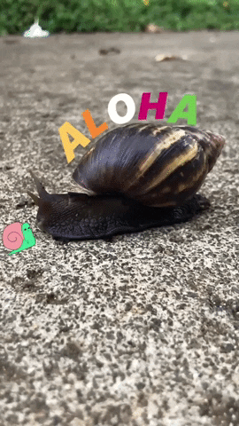 Aloha Snails GIF by Shelly Saves the Day
