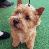 200.gif?cid=fc005b08997996a03817c6303630c0711547b98d616ce544&rid=200.gif&ct=g