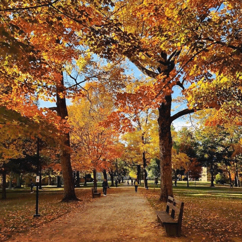 Fall Autumn GIF by Kenyon College