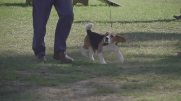 westminster dog show beagle GIF by Westminster Kennel Club