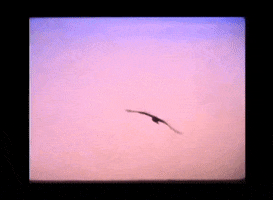 CraigRichardsCine sunset cine seagull kodak GIF