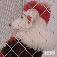 200.gif?cid=fc005b08881b35556ae546ad154993c638c67d296c8b6823&rid=200.gif&ct=g