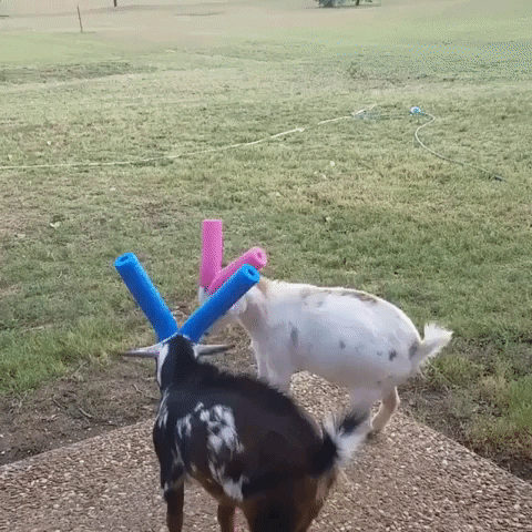 Fight Goats GIF by JustViral.Net - Find & Share on GIPHY