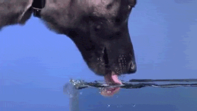 pes pije vodu