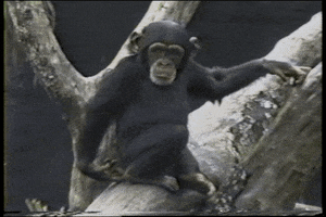 Monkey Oops GIF by AFV Pets