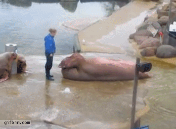 Walrus Exercise Gifs Find Share On Giphy