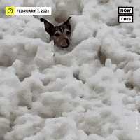 Dog Lol GIF by NowThis