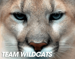 Wildcats GIF by RPA_Advertising